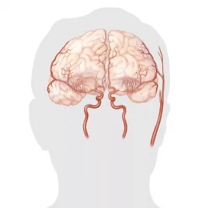 A illustrated image of a brain